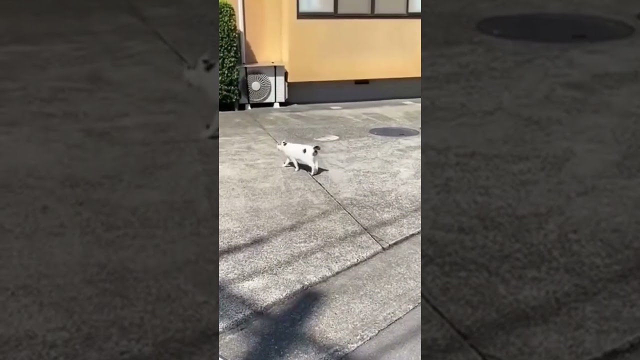 ゆきちゃん！お待ちどうさま！そろそろ！お散歩に行こーか？待ちくたびれたニャン！あたちはスネてるニャ｜熱海｜伊豆｜南熱海｜ジャパニーズ・ボブテイル｜日本猫｜三毛猫