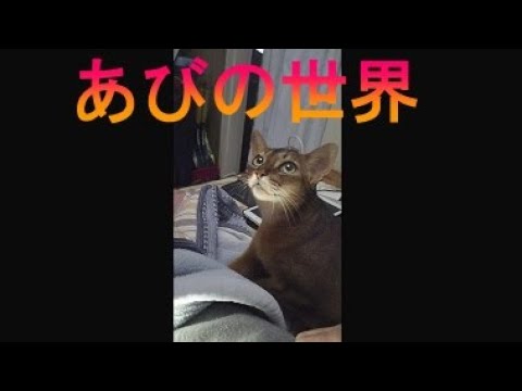 ネコ動画あび＃2922　あびの毎日　アビシニアン　あび