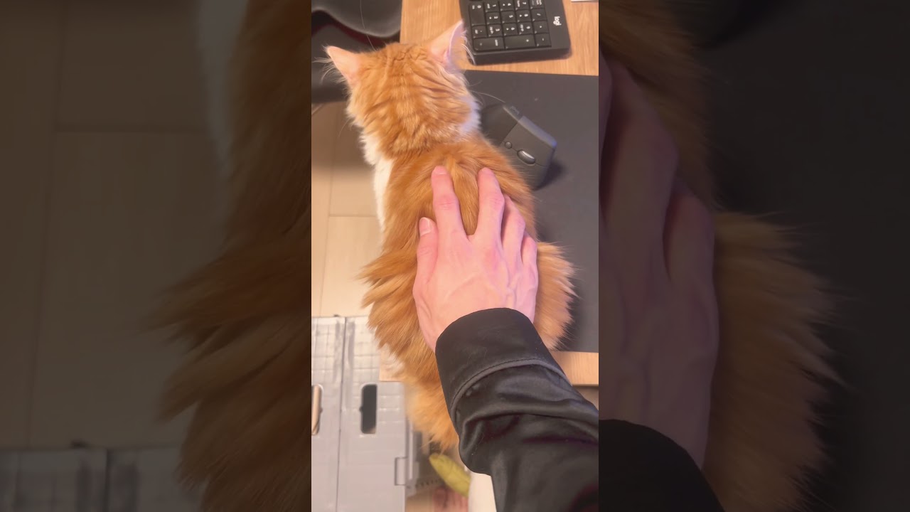 ダブルクリック #cat #ラガマフィン #ragamuffin #猫 #猫のいる暮らし