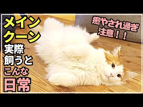 大型猫メインクーンの日常がただただ可愛い！