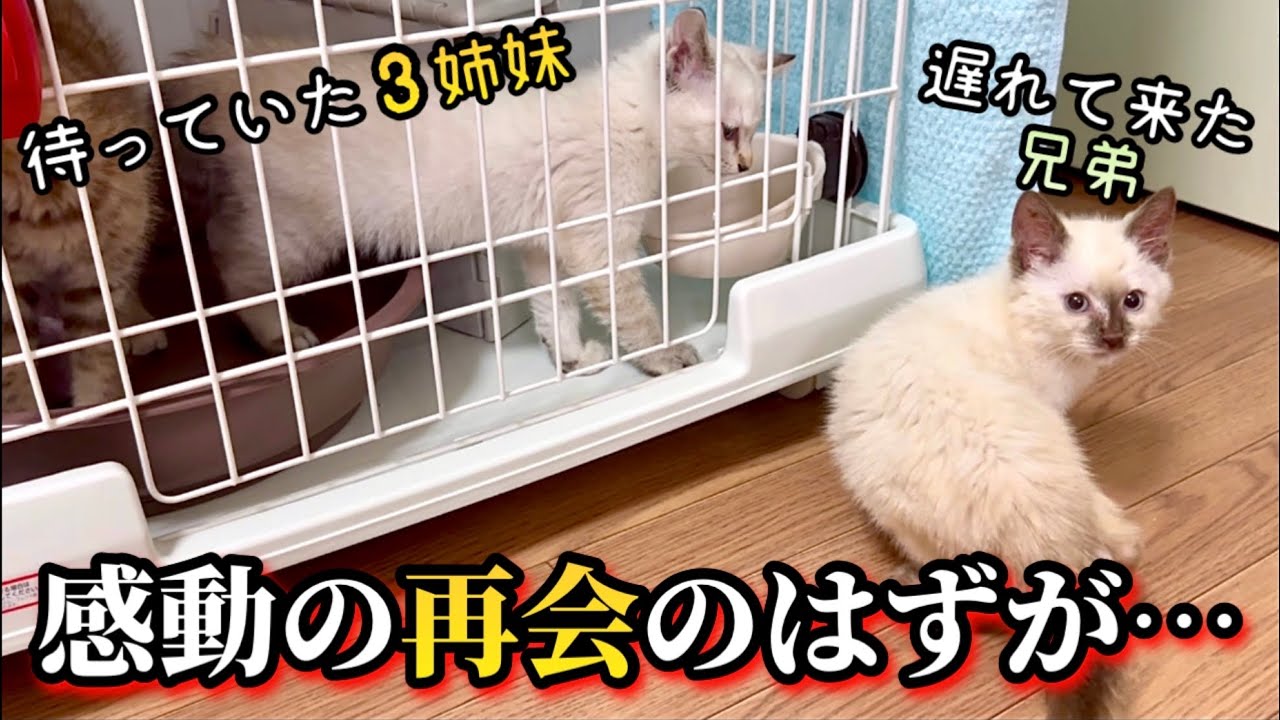 離れ離れになっていた子猫達の再会が思わぬ方向に…
