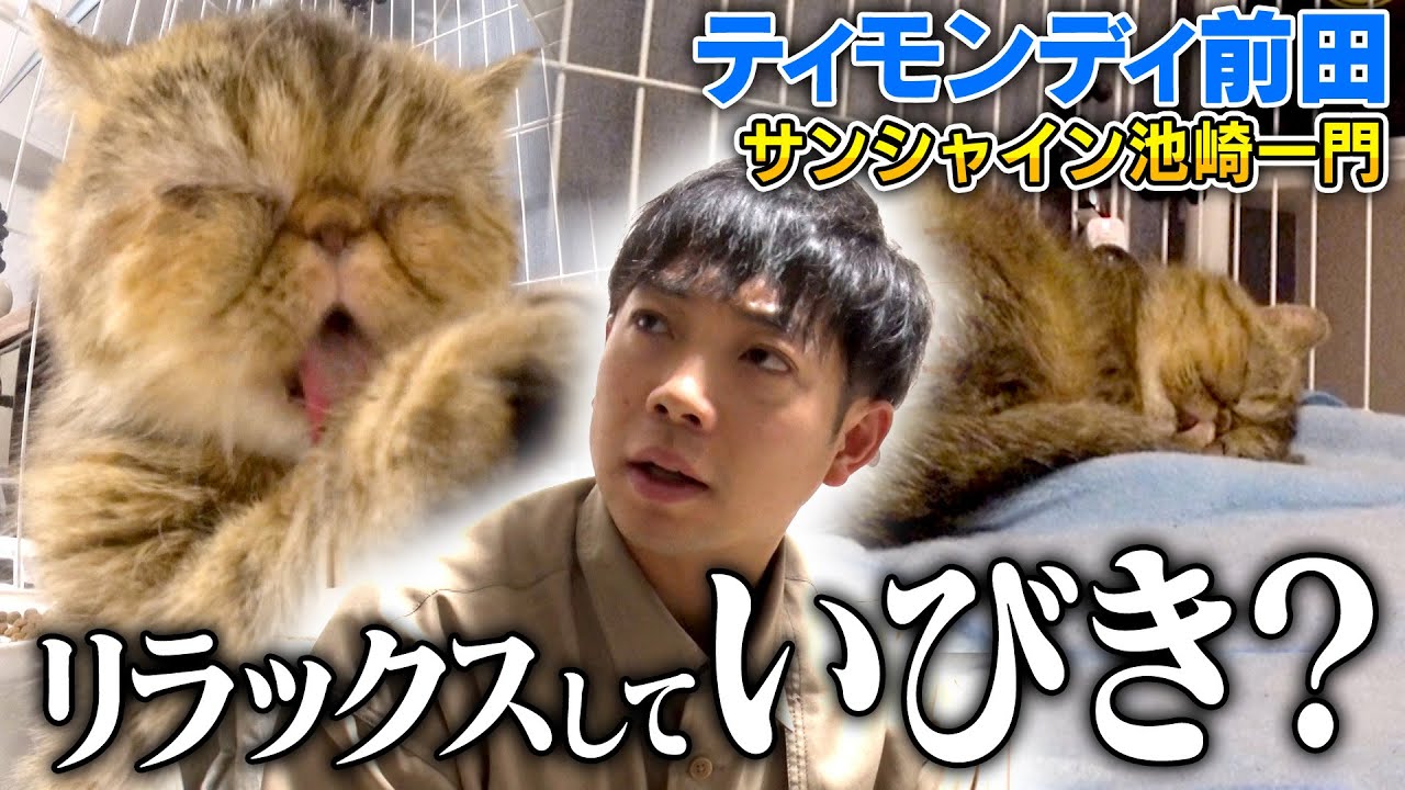 【保護猫活動：初日】エキゾチックショートヘア「ぷりゅ」の心をニャレ兄が開いた！？