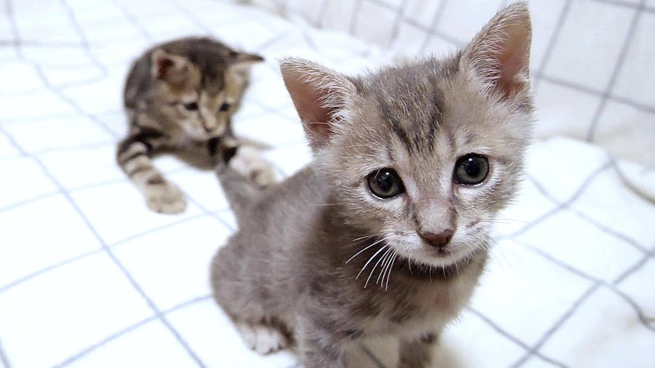 子猫が「ぼくの尻尾がおもちゃにされてます」と泣きながら訴えてきました【赤ちゃん猫　保護猫】