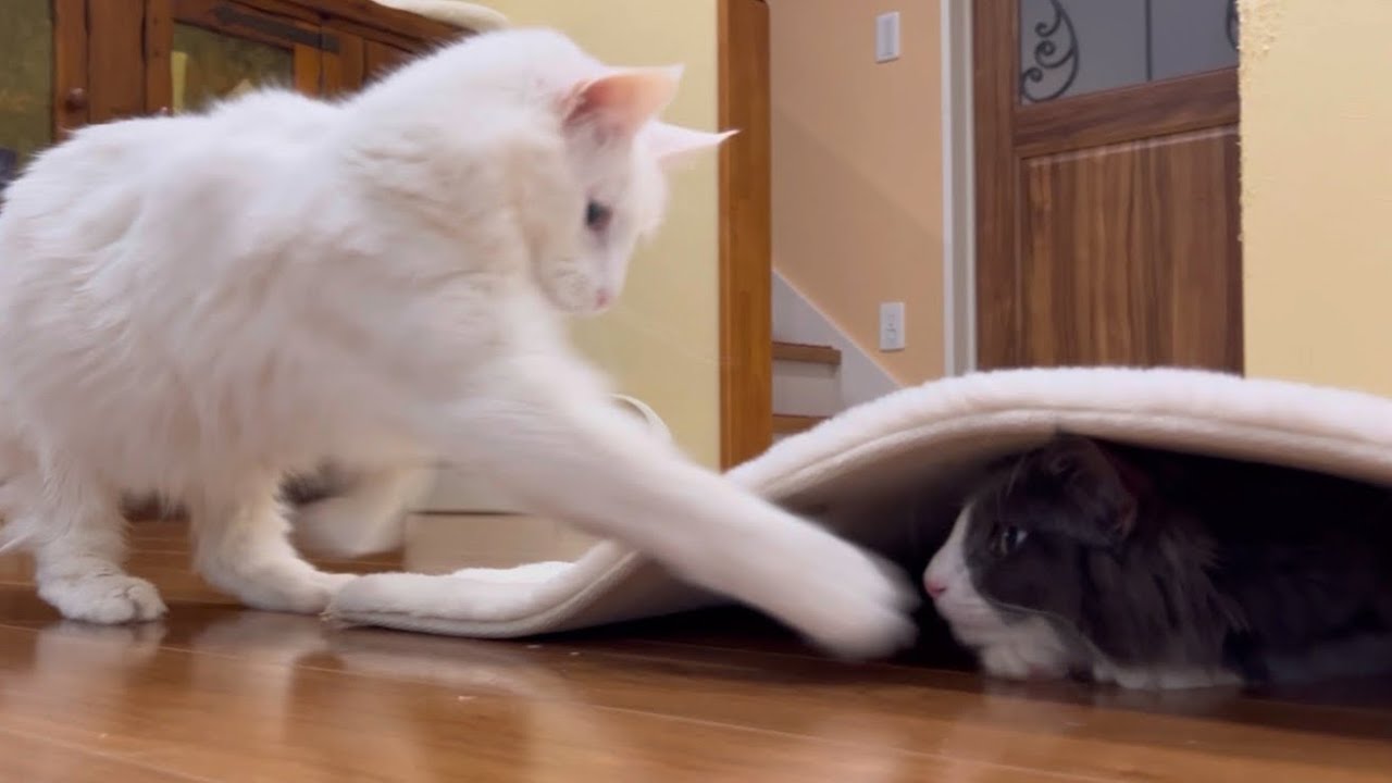 【見〜つけた‼︎】ラグに潜って遊ぶ、仔猫ターキッシュアンゴラとパンチを連発する大猫たちwww