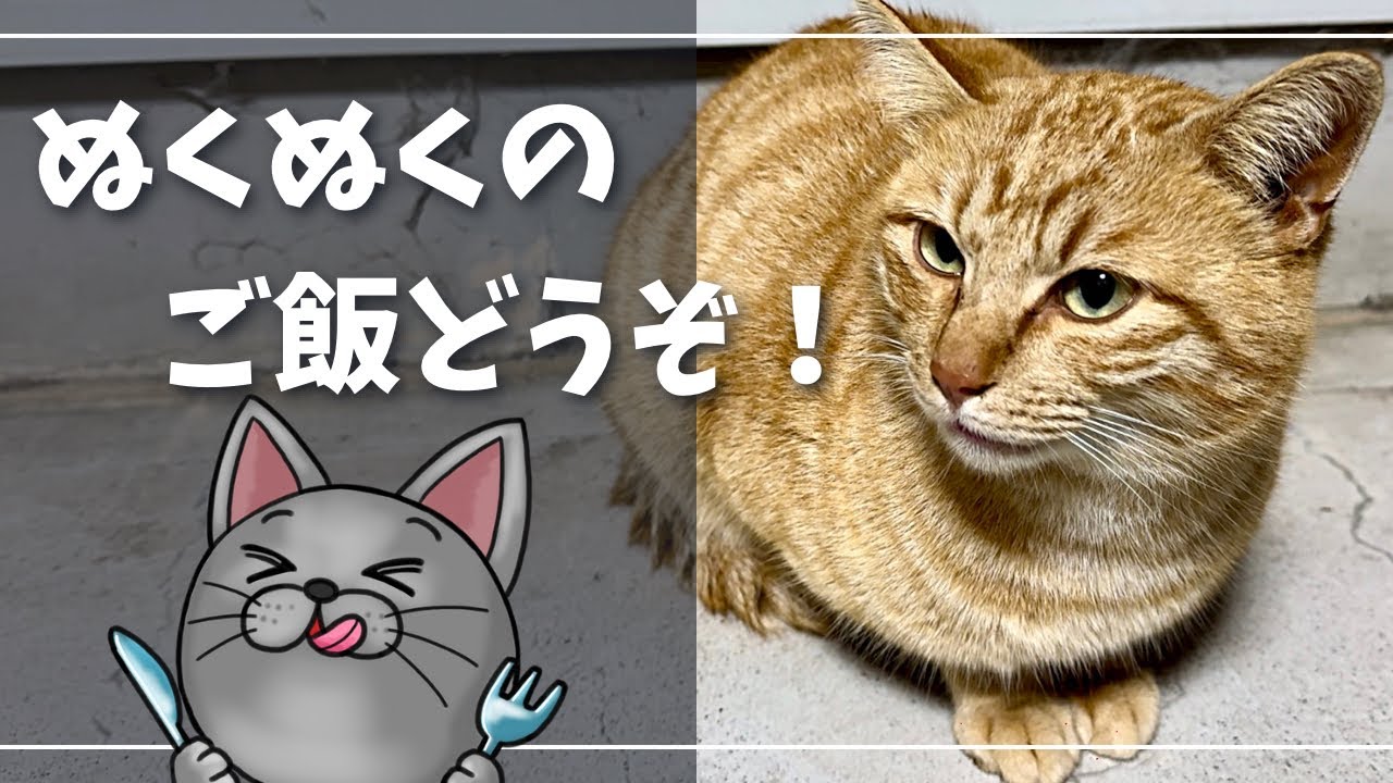 寒い夜、ウチに遊びに来る野良猫さん【ロシアンブルー】猫