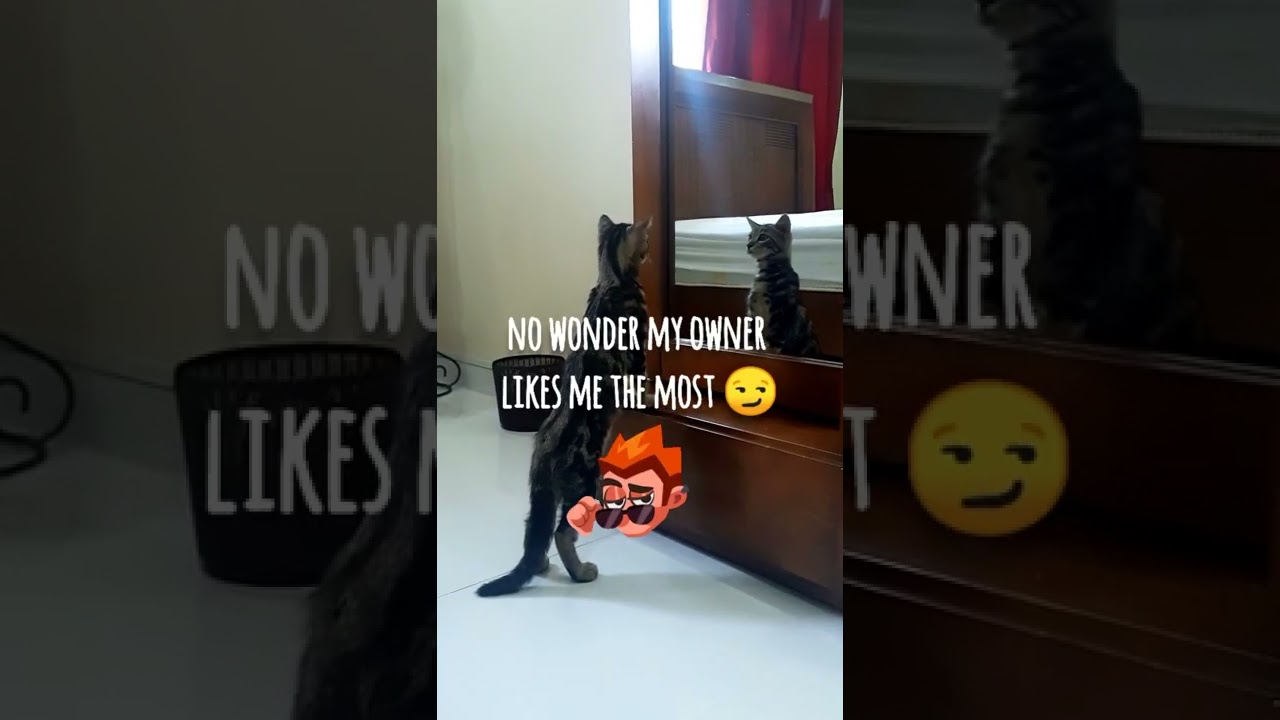 Watch cute reaction of Honey the brown cat after looking in the mirror 😱😎😏 #shorts #cat #funny #cute