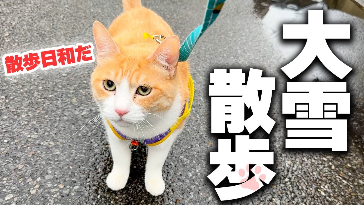大雪が降ってるのに全く気にせず散歩しようとする猫がもう狂ってます。