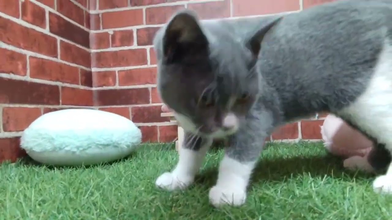 ペットショップCoo&RIKU　657524　アメリカンカール