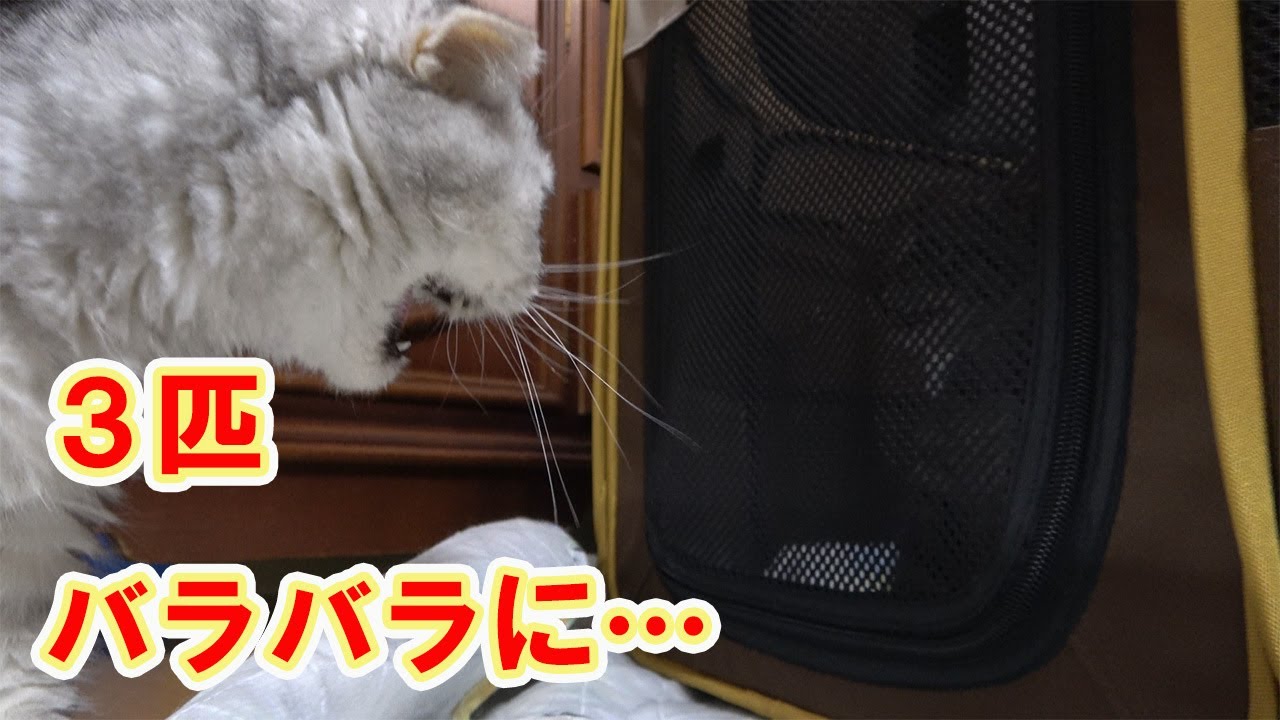 【保護猫】レスキューした子猫㊵目が離せません！３匹でシャーシャー言ってます