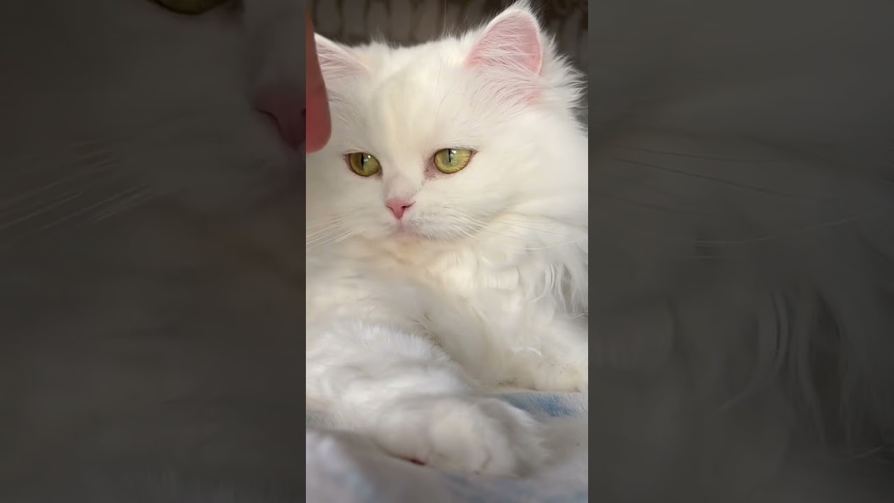cute cat