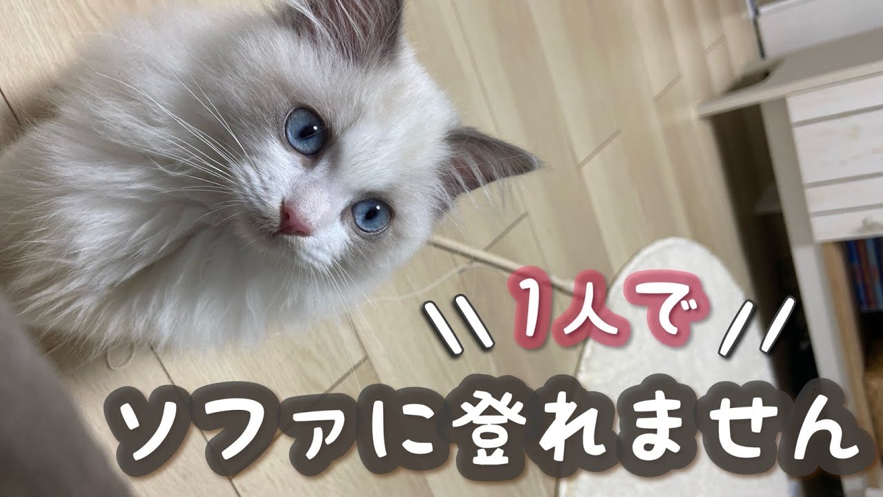 ソファに上がりたいラグドールの子猫がかわいい