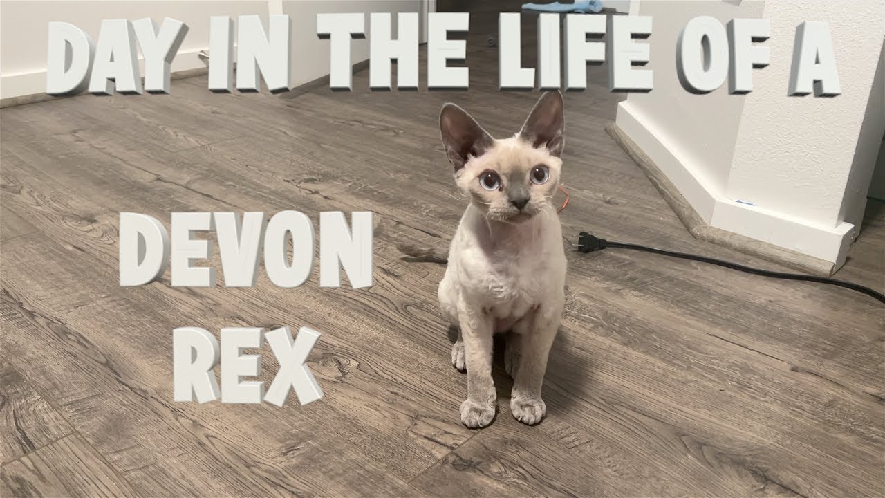 Day In The Life Of A Devon Rex