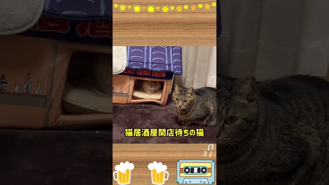気まぐれ猫居酒屋🏮#shorts #猫#ソマリ#キジトラ