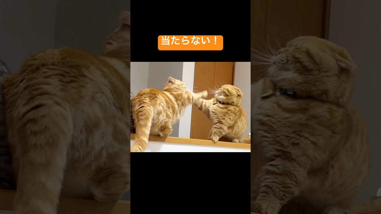マンチカンのパンチは決して当たらない！ #猫 #マンチカン #shorts