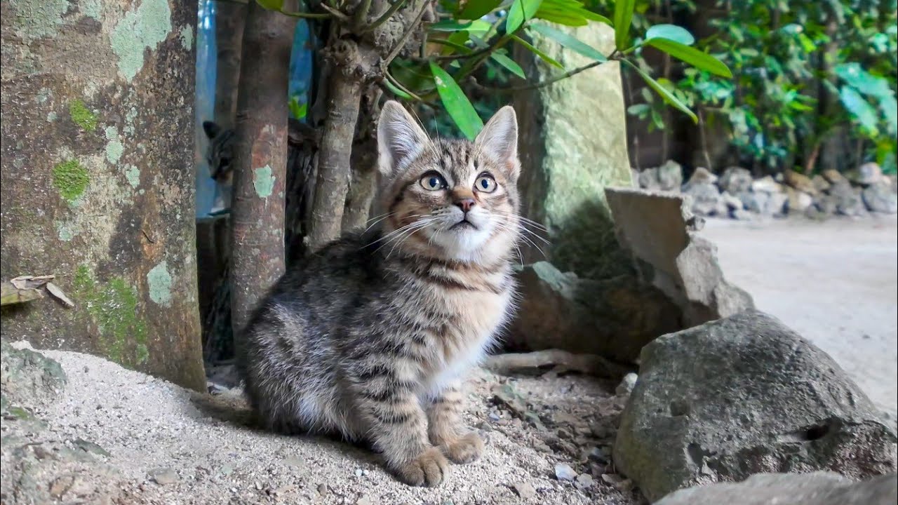 並木道の垣根に潜む子猫たちがかわい過ぎる