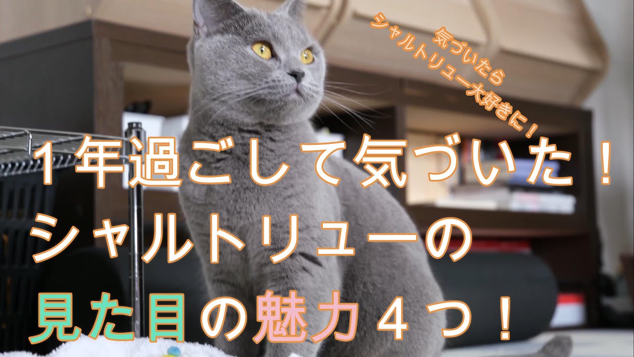 １年過ごして気づいた！個人的に好きなシャルトリューの見た目の魅力４つ！