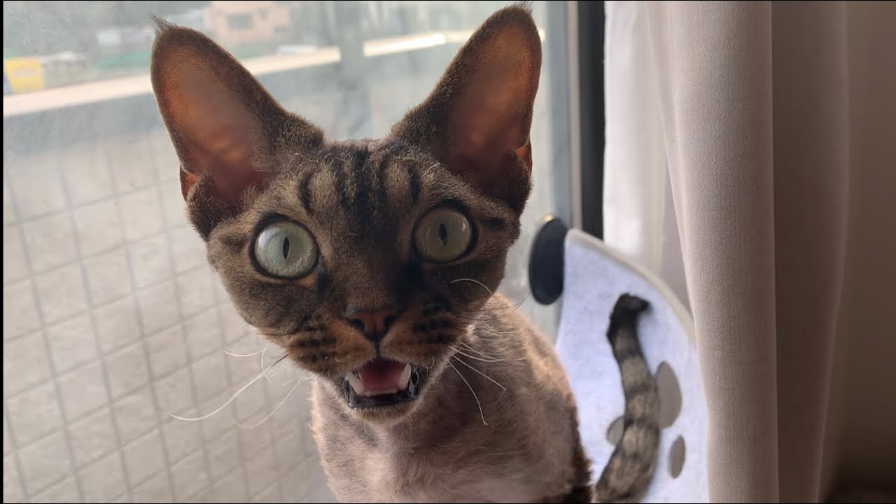 デボンレックス弟ののんびりした日常風景(Some relaxing scenes of Devon Rex cat)