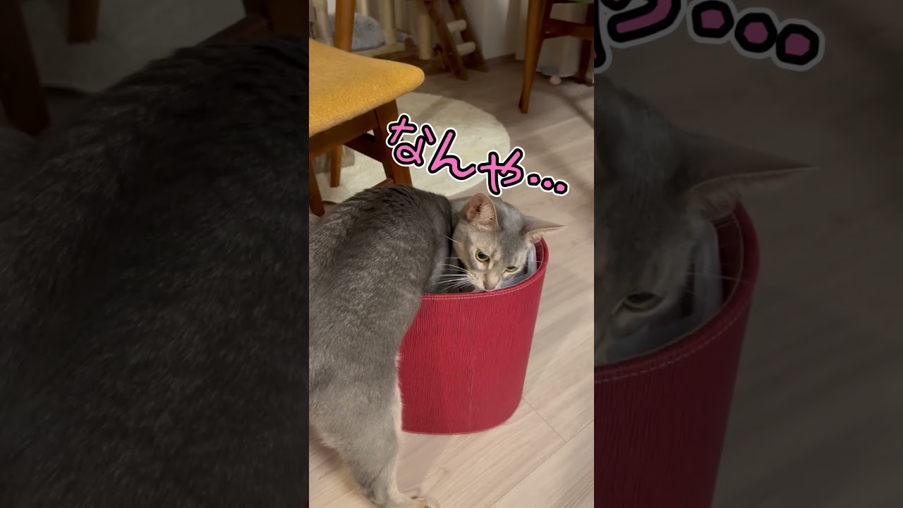 いたずらに夢中なうちの猫さん shorts #猫 #アビシニアン