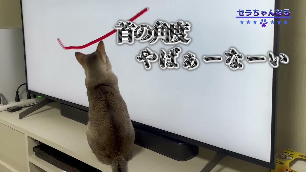 【シンガプーラー】テレビの猫を探す猫がこちらです！毎週金曜日に更新してます#シンガプーラ #pets #cat #animals
