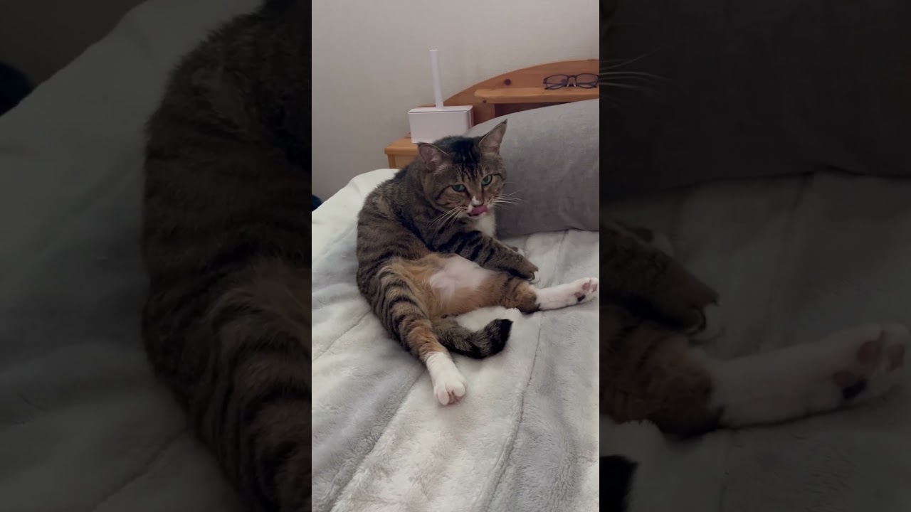 ダイナマイトボディ🐻お腹ナデナデには弱い男※ダイエット中 #ほたて君 #保護猫 #元ボス猫 #ぬいぐるみ #猫エイズキャリア #一人暮らし