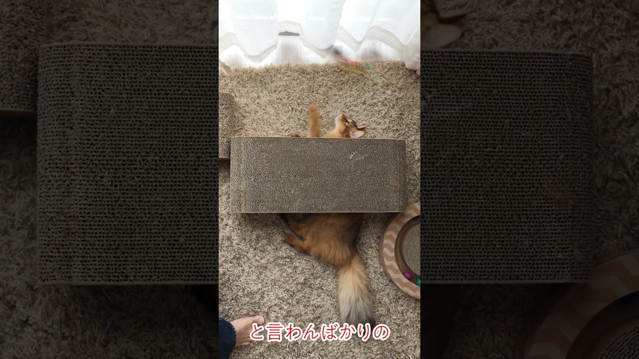 #60　常になにかにハマっているソマリ