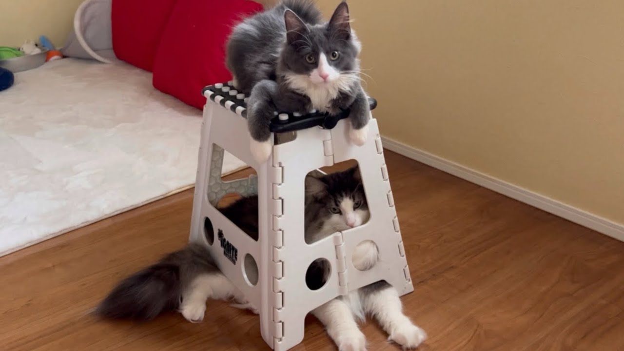 【好奇心旺盛‼︎】初めて見るものが気になる！元気な弟組❤️ノルウェージャンフォレストキャットとターキッシュアンゴラ♡