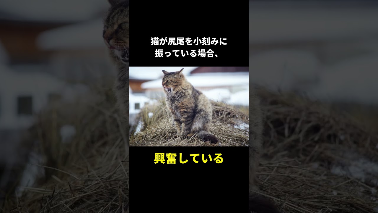 猫に関する面白い雑学 part8