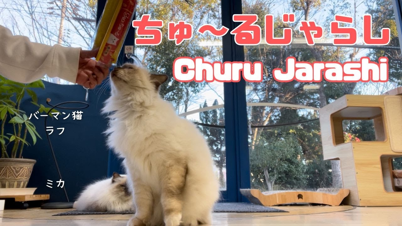 バーマン猫ミカとラフ【ちゅ〜るじゃらし】Churu Jarashi（バーマン猫）Birman/Cat