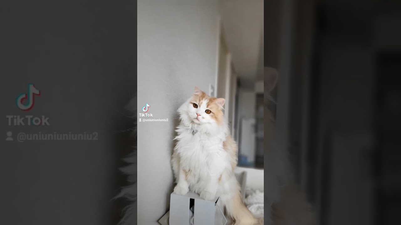 全方向美ねこかにゃ？ #ラガマフィン #猫のいる暮らし #shorts