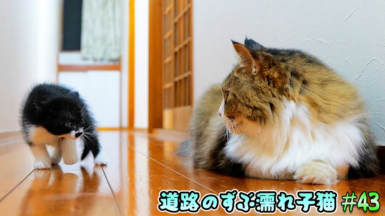 激撮！子猫姉妹がボス猫パパの事を嫌って避けるようになってしまったその瞬間‼切なすぎる‥【道路のずぶ濡れ子猫 #43】