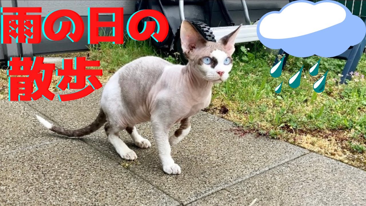 89:スフィンクス猫ヨーダが雨の日に散歩したら