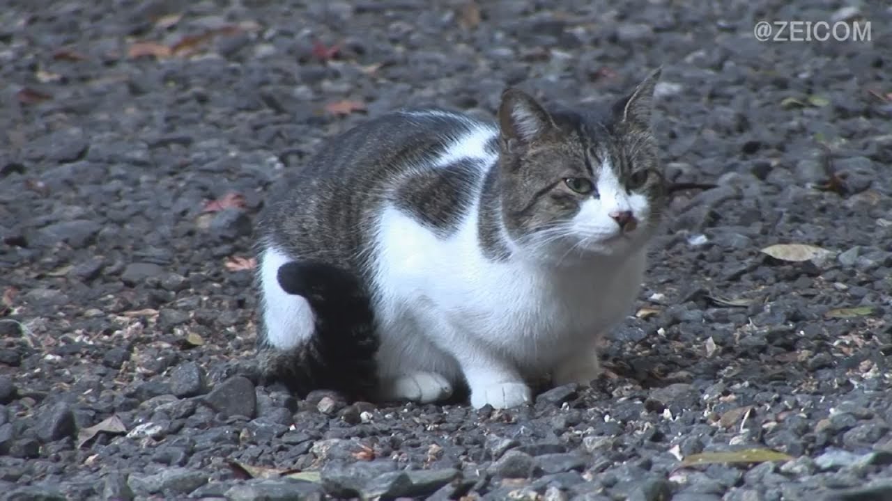 Japan Cat Trip, Kyoto-Day 4 / 日本猫旅,京都-4日目