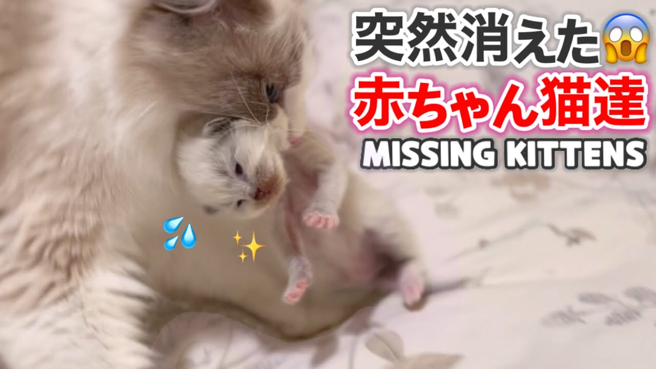 ❄️仕事から帰って来たら子猫たちが消えてました😱‼️ 【ママはラグドール✨パパはそり耳オオヤマネコ💪】#ラグドール #子猫 #かわいい