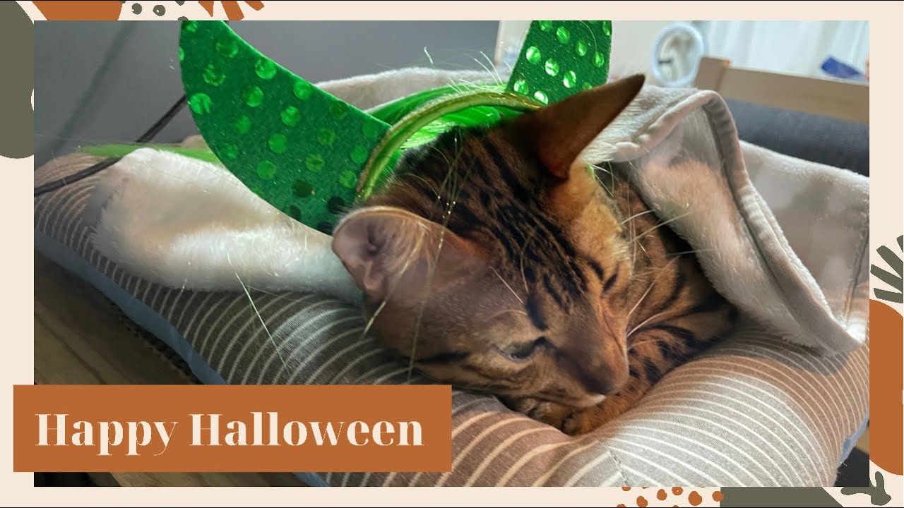 猫にハロウィン仮装してもらった（ベンガル猫とアビシニアン）BEST FUNNY CATS&KITTENS #shorts