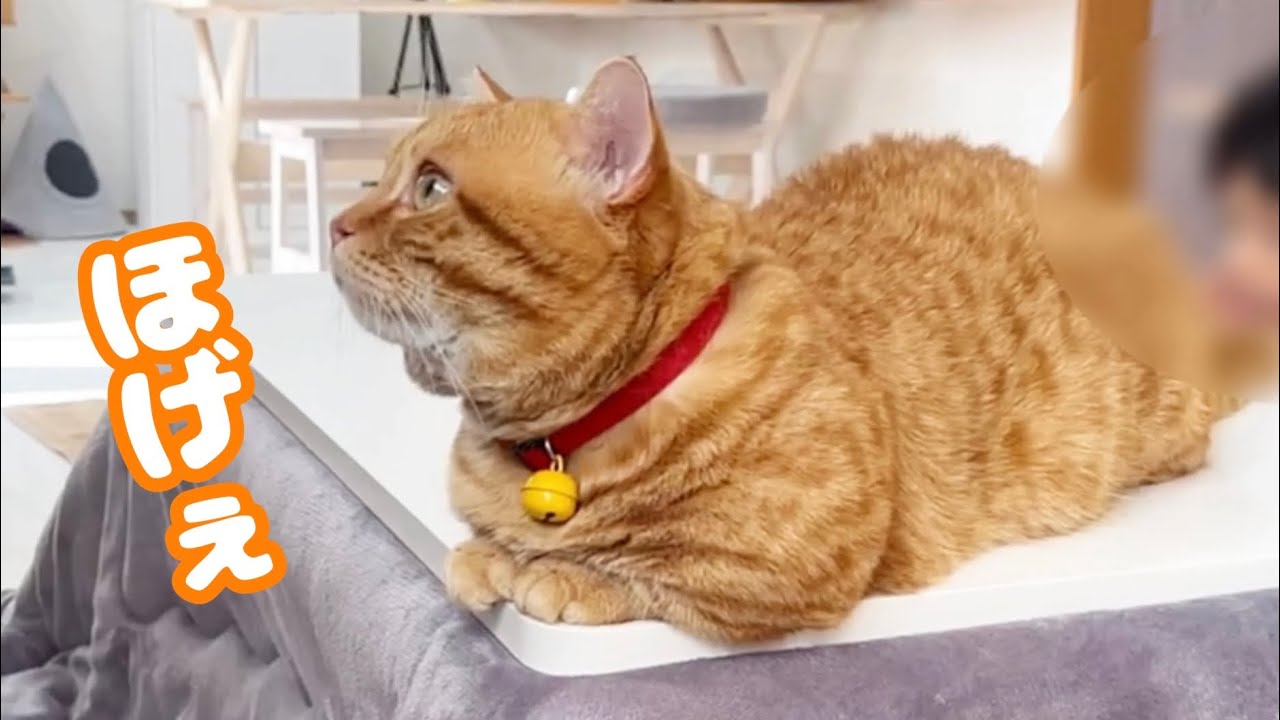 猫たちの癒しパワーで高熱に苦しんでいた娘が元気になりました！ #猫 #マンチカン