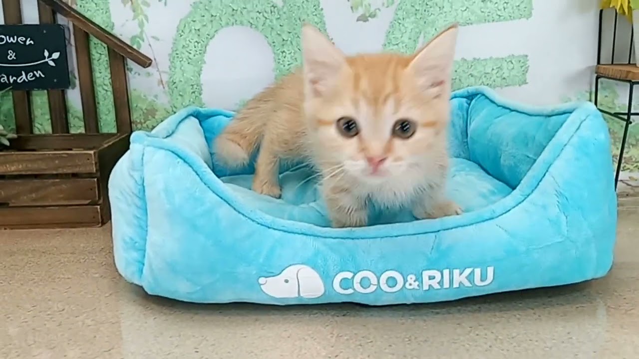 664566 マンチカン