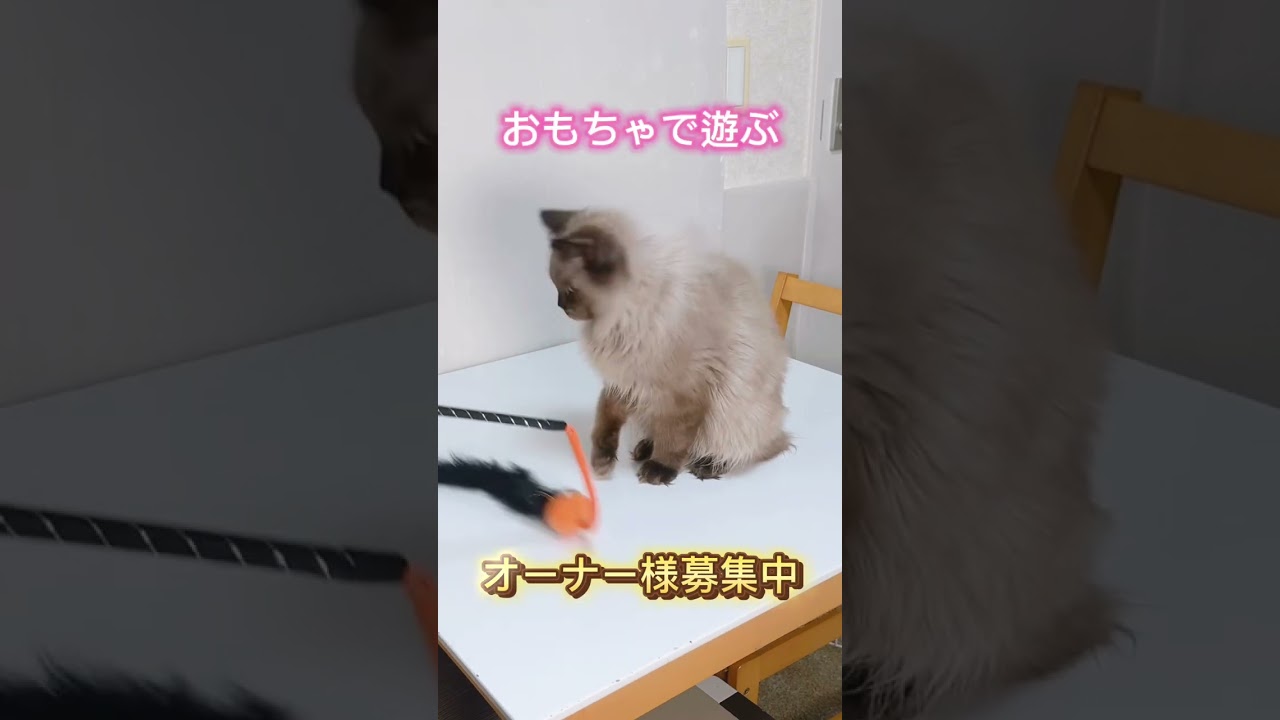 【オーナー様募集中】ふわふわロングヘアのヒマラヤン