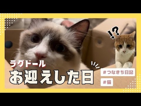 【お迎え】生後7ヶ月子猫のラグドールが新しい家族になりました『新しい家族』