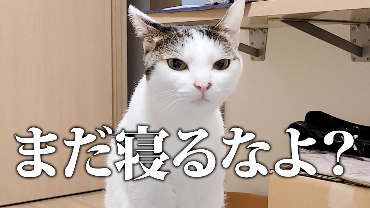 飼い主を寝かせないように何度も寝室に呼びに来る猫が可愛すぎる