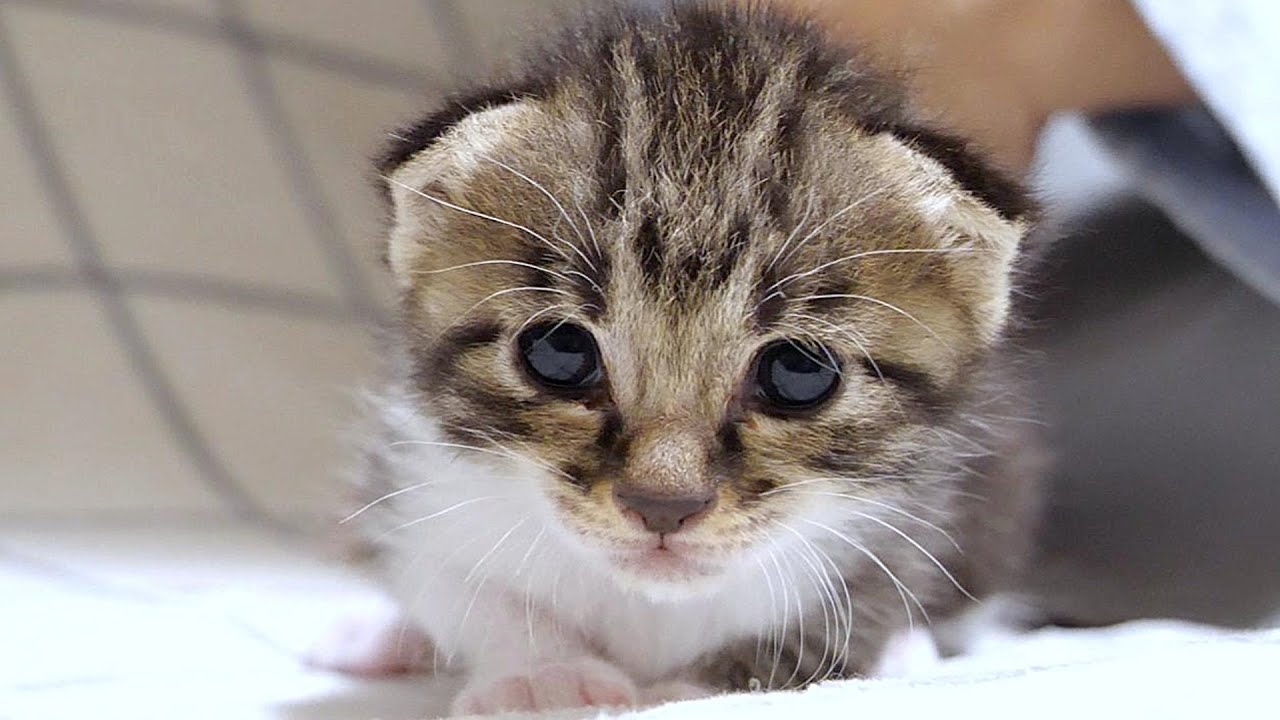 ぴよぴよ鳴くよちよち歩きの子猫はころころひっくり返ってしまいます💦【赤ちゃん猫　保護猫】