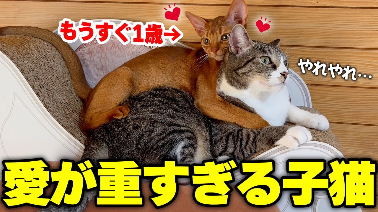 一緒に過ごすうちにどんどん兄猫への愛が重くなっていく子猫のアピールが可愛過ぎてやばいです…