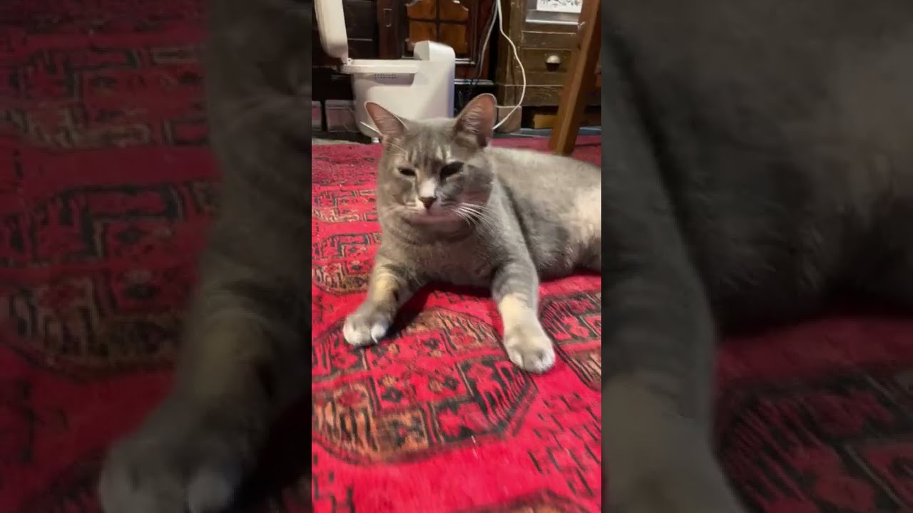 #風の猫　朝..　先に土間に降りて..　絨毯で横になって..　ごはんが出てくるのを待つ猫…　#shorts