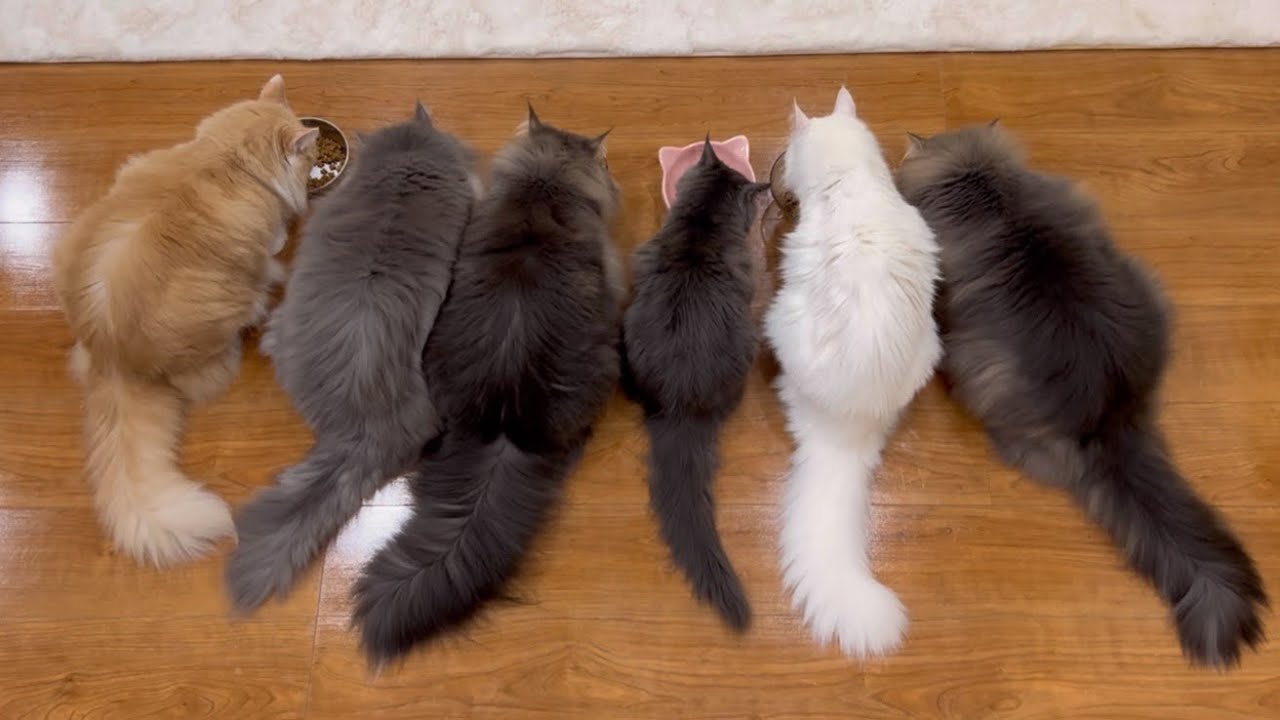 【仲良し家族♡】ターキッシュアンゴラ2ニャン、ノルウェージャンフォレストキャット4ニャンの、仲良しもふ猫family❤️✨