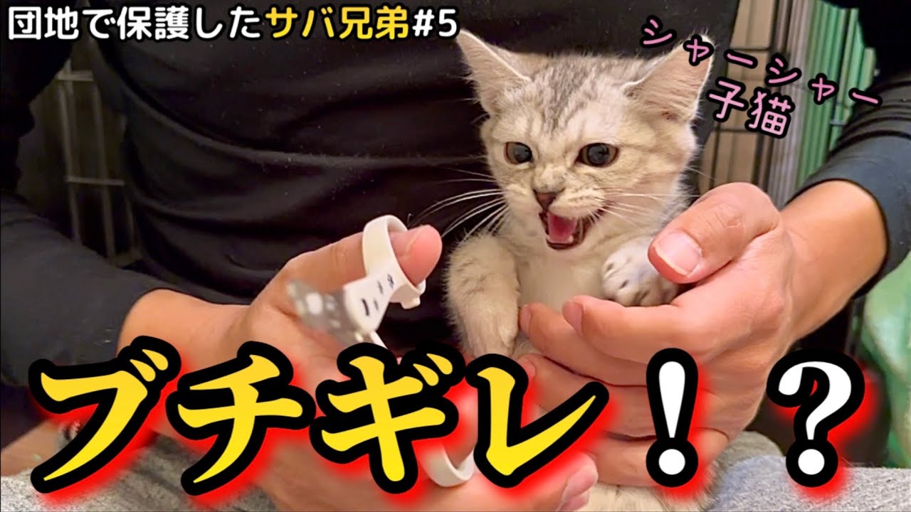 シャーシャー子猫 爪切りに挑んだ結果…