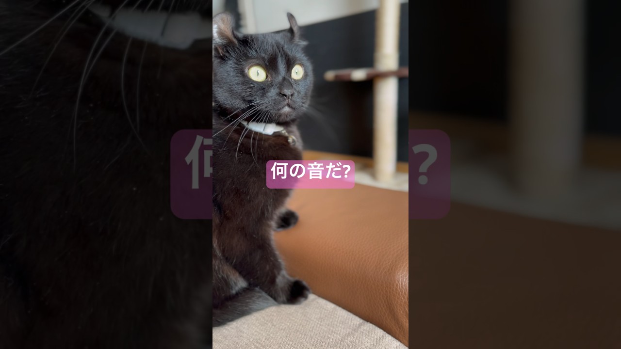 除雪の音に気がついた猫様🐈‍⬛エマ様のびっくり顔が可愛い❤️#shorts #アメリカンカール #cat #猫 #ねこ