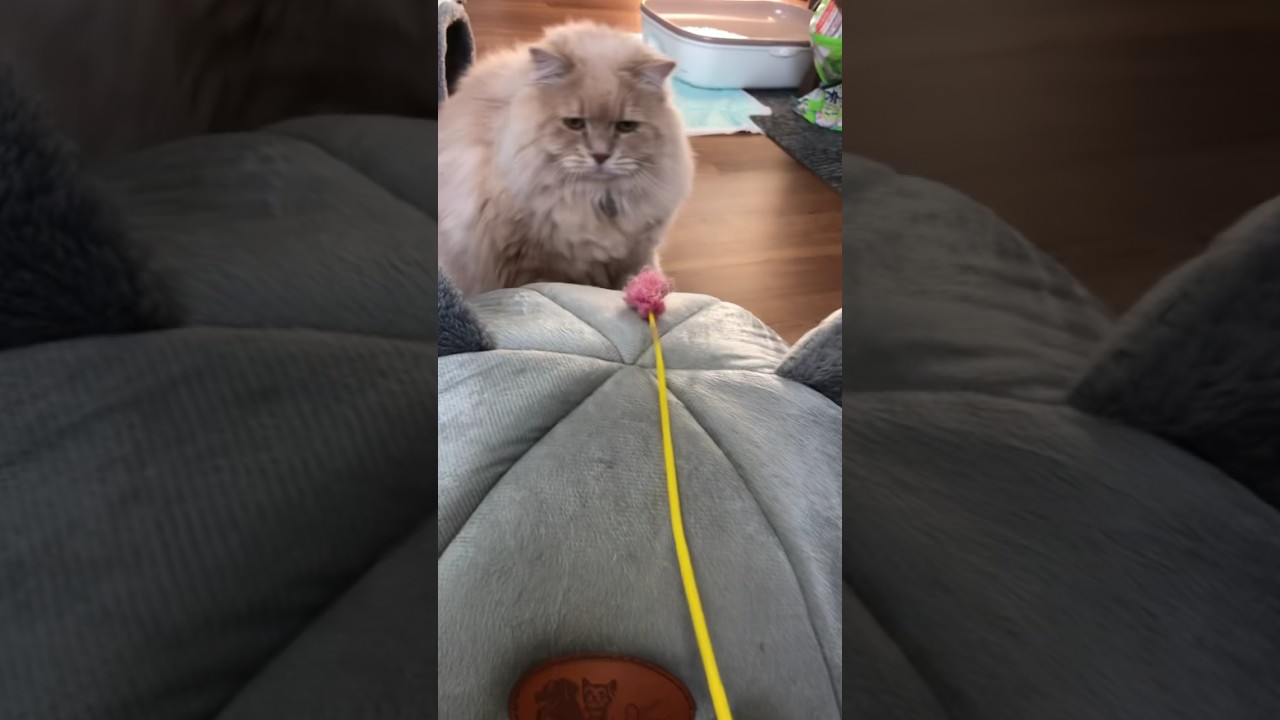 ラガマフィンは遊ばない、、、、 #catfunny