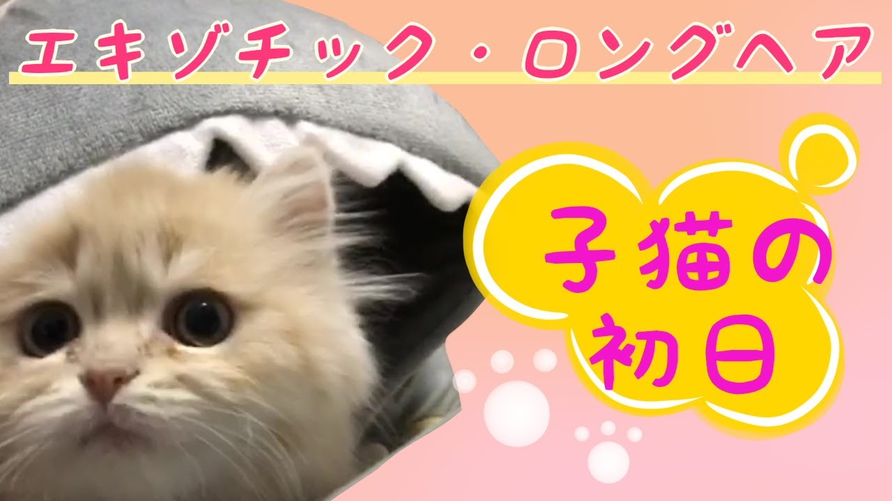 生後2か月のエキゾチック・ロングヘアの子猫がやって来た！初日の様子