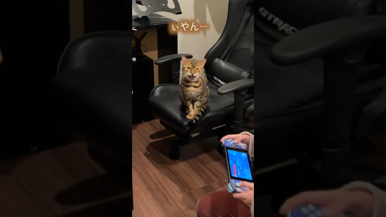 おかあと一緒で強気なロゼ  #ルトロゼ #cat #猫
