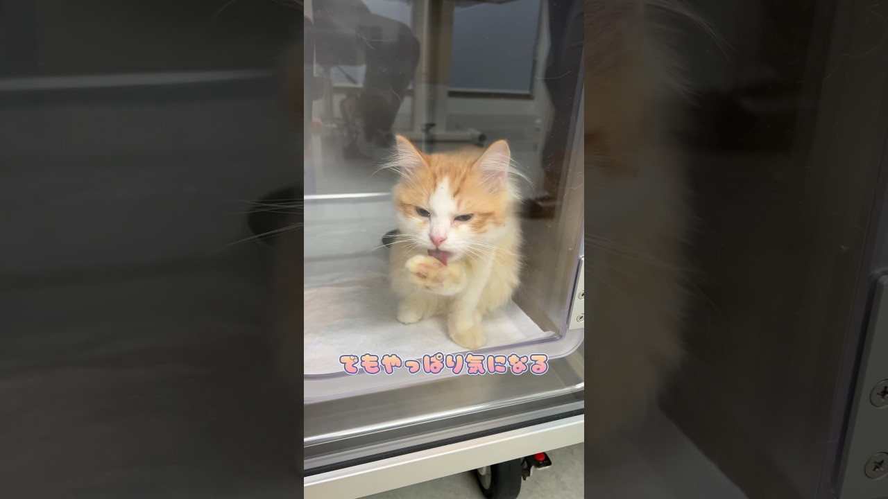 注射したところが気になるも外にも出たいサイベリアン