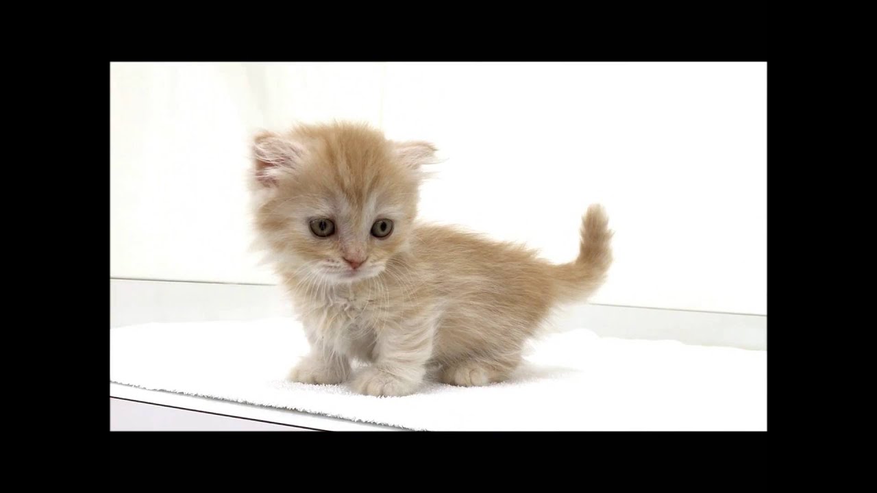 優しいカラーの可愛いマンチカンです☆